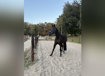 Hannoveraner, Wallach, 16 Jahre, 175 cm, Schwarzbrauner