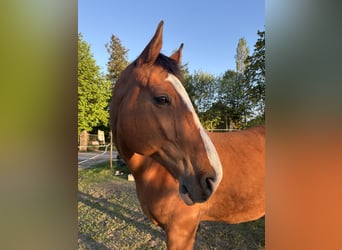 Hannoveraner, Wallach, 16 Jahre, 176 cm, Brauner
