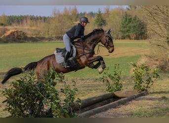 Hannoveraner, Wallach, 16 Jahre, 176 cm, Brauner
