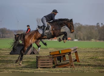 Hannoveraner, Wallach, 16 Jahre, 176 cm, Brauner