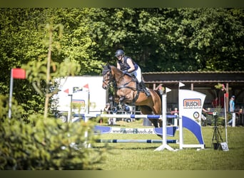 Hannoveraner, Wallach, 16 Jahre, 176 cm, Brauner