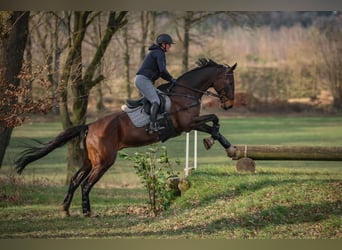 Hannoveraner, Wallach, 16 Jahre, 176 cm, Brauner