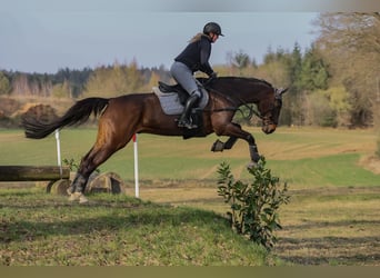 Hannoveraner, Wallach, 16 Jahre, 176 cm, Brauner