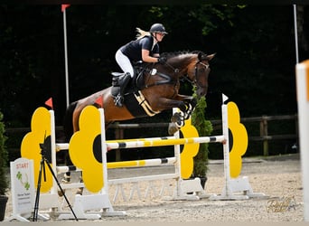 Hannoveraner, Wallach, 16 Jahre, 176 cm, Brauner