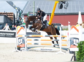 Hannoveraner, Wallach, 16 Jahre, 176 cm, Brauner