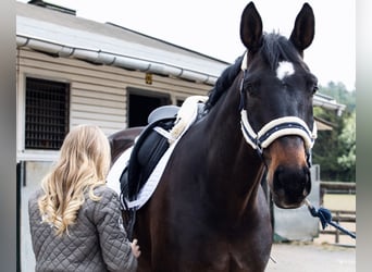 Hannoveraner, Wallach, 16 Jahre, 176 cm, Dunkelbrauner