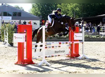 Hannoveraner, Wallach, 16 Jahre, 176 cm, Dunkelbrauner