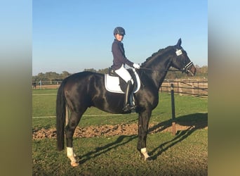 Hannoveraner, Wallach, 16 Jahre, 176 cm, Dunkelbrauner