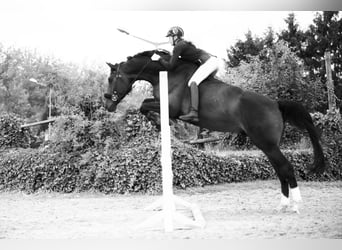 Hannoveraner, Wallach, 16 Jahre, 176 cm, Dunkelbrauner