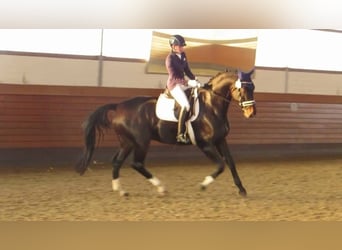 Hannoveraner, Wallach, 16 Jahre, 176 cm, Dunkelbrauner