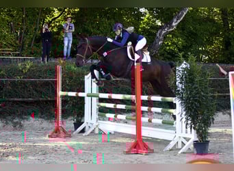 Hannoveraner, Wallach, 16 Jahre, 176 cm, Dunkelbrauner