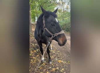 Hannoveraner, Wallach, 16 Jahre, 176 cm, Dunkelbrauner