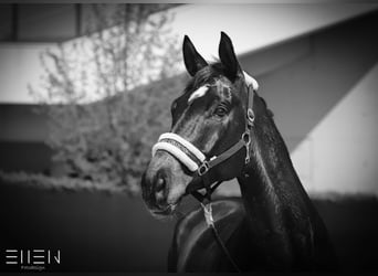 Hannoveraner, Wallach, 16 Jahre, 176 cm, Dunkelbrauner