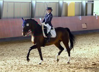 Hannoveraner, Wallach, 16 Jahre, 176 cm, Dunkelbrauner