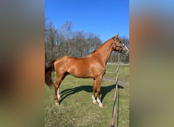 Hannoveraner, Wallach, 16 Jahre, 179 cm, Fuchs