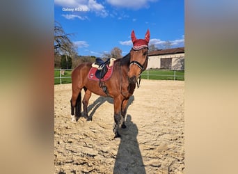 Hannoveraner, Wallach, 16 Jahre, 180 cm, Brauner