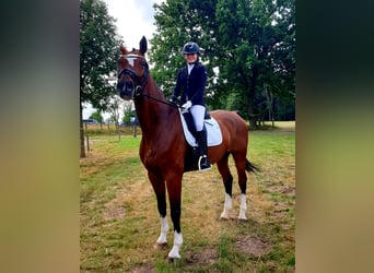 Hannoveraner, Wallach, 16 Jahre, 180 cm, Brauner