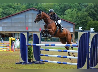 Hannoveraner, Wallach, 16 Jahre, Brauner
