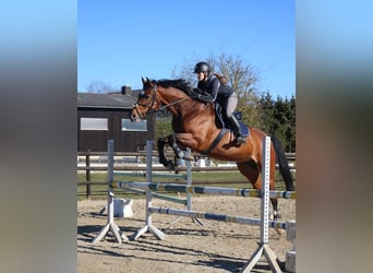 Hannoveraner, Wallach, 16 Jahre, Brauner