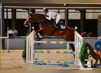 Hannoveraner, Wallach, 16 Jahre, Brauner