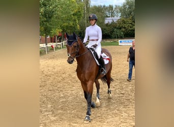 Hannoveraner, Wallach, 16 Jahre, Brauner