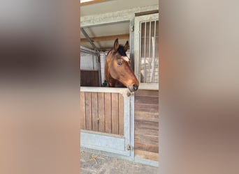Hannoveraner, Wallach, 16 Jahre, Brauner