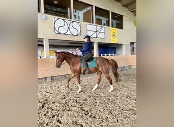 Hannoveraner Mix, Wallach, 16 Jahre