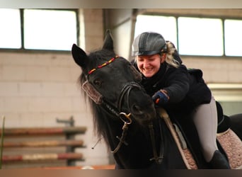 Hannoveraner, Wallach, 17 Jahre, 160 cm, Rappe