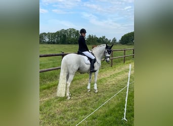 Hannoveraner, Wallach, 17 Jahre, 163 cm, Schimmel