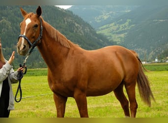 Hannoveraner, Wallach, 17 Jahre, 164 cm, Fuchs