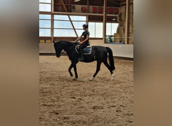 Hannoveraner, Wallach, 17 Jahre, 165 cm, Dunkelbrauner