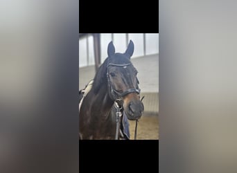 Hannoveraner, Wallach, 17 Jahre, 168 cm, Dunkelbrauner