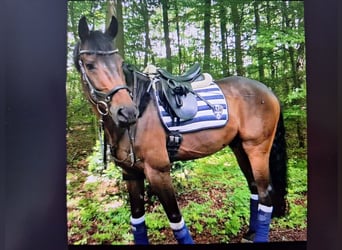 Hannoveraner, Wallach, 17 Jahre, 168 cm, Dunkelbrauner