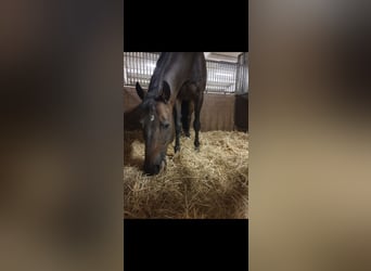 Hannoveraner, Wallach, 17 Jahre, 168 cm, Dunkelbrauner