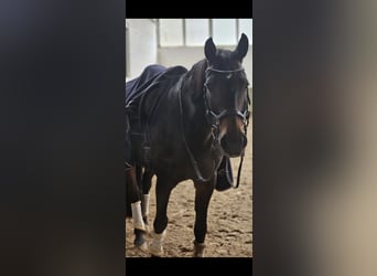 Hannoveraner, Wallach, 17 Jahre, 168 cm, Dunkelbrauner