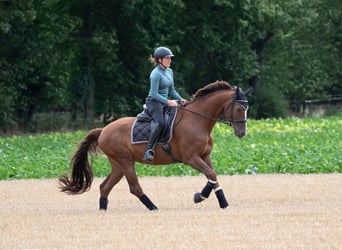Hannoveraner, Wallach, 17 Jahre, 168 cm, Fuchs