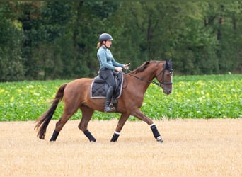 Hannoveraner, Wallach, 17 Jahre, 168 cm, Fuchs