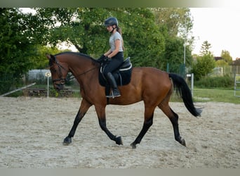 Hannoveraner, Wallach, 17 Jahre, 170 cm, Brauner