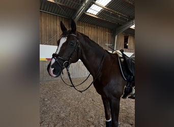 Hannoveraner, Wallach, 17 Jahre, 170 cm, Dunkelfuchs
