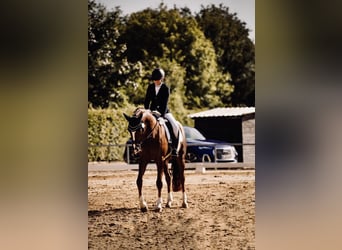 Hannoveraner, Wallach, 17 Jahre, 170 cm, Dunkelfuchs