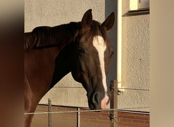 Hannoveraner, Wallach, 17 Jahre, 170 cm, Dunkelfuchs