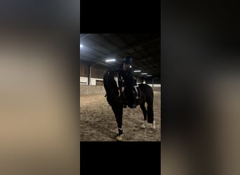 Hannoveraner, Wallach, 17 Jahre, 170 cm, Dunkelfuchs