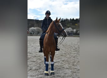 Hannoveraner, Wallach, 17 Jahre, 170 cm, Fuchs