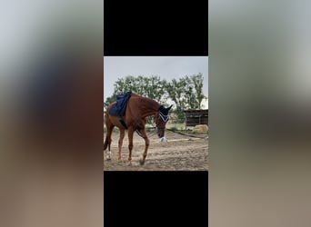 Hannoveraner, Wallach, 17 Jahre, 170 cm, Fuchs