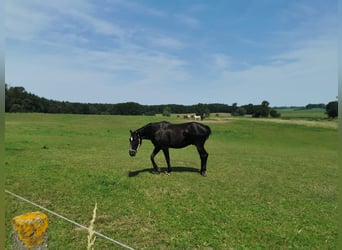 Hannoveraner Mix, Wallach, 17 Jahre, 170 cm, Schwarzbrauner