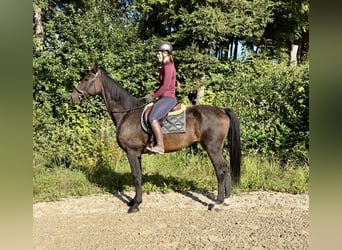 Hannoveraner, Wallach, 17 Jahre, 172 cm, Dunkelbrauner