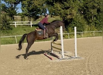 Hannoveraner, Wallach, 17 Jahre, 172 cm, Dunkelbrauner