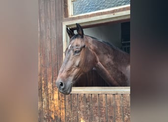 Hannoveraner, Wallach, 17 Jahre, 173 cm, Dunkelbrauner