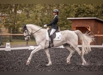 Hannoveraner, Wallach, 17 Jahre, 175 cm, Fliegenschimmel