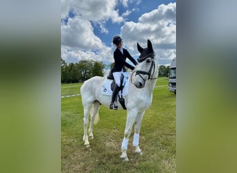 Hannoveraner, Wallach, 17 Jahre, 175 cm, Fliegenschimmel